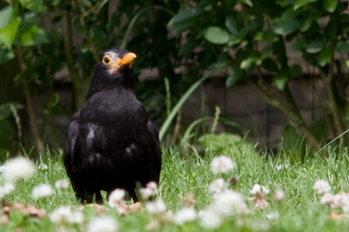 Merel (Mannetje) - Turdus merula