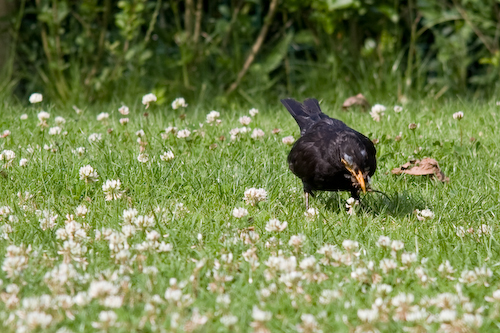 Merel (Mannetje) - Turdus merula