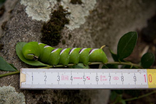 Ligusterpijlstaart, 7 cm